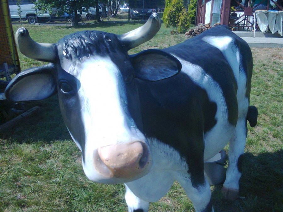 krowa do dojenia na dożynki